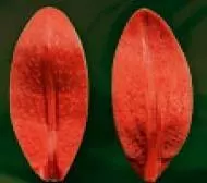 Е103 Е103