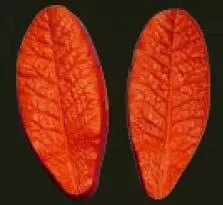 Е11 Е11