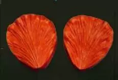 E15 E15