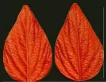 E33 E33