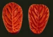E39 E39