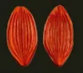 E41 E41
