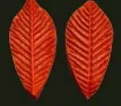 Е42 Е42