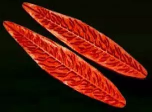 Е43 Е43