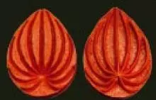 Е59 Е59