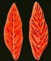 Е65 Е65
