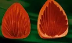 Е74 Е74