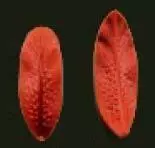 Е77 Е77
