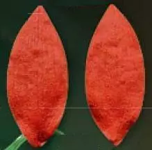Е89 Е89