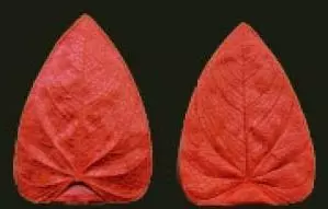 Е93 Е93