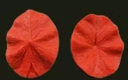 Е94 Е94