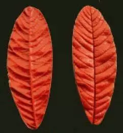 Е95 Е95