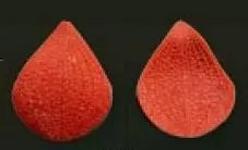 Е98 Е98